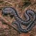 muscat vipera muscat vipera