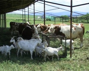 ferma animale- botosani