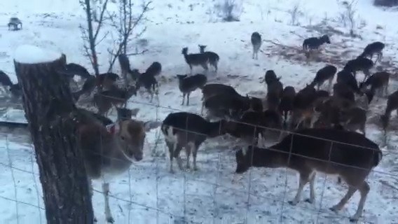 cerbi lopatari la Varfu Campului