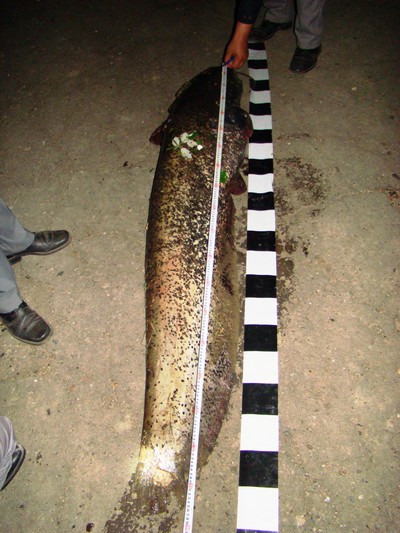 somn de 40 cm