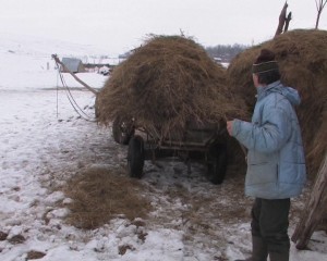 proprietar de caini agresivi Gorbanesti- Botosani