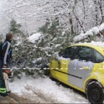 copac peste masina la Botosani