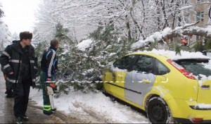 copac peste masina la Botosani 