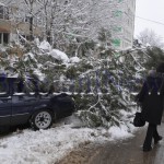 copac peste masina la Botosani