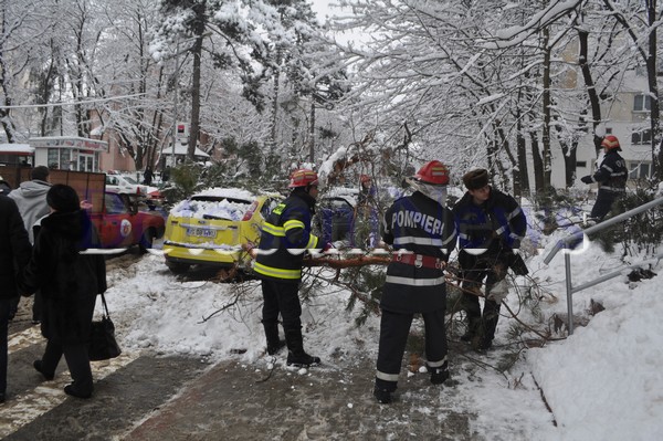 copac peste masina la Botosani