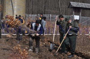 campanie de impadurire recolatre puieti directia silvica