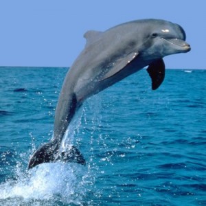 delfin