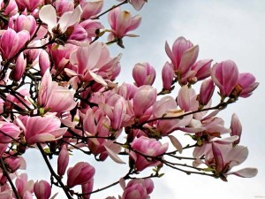 magnolia