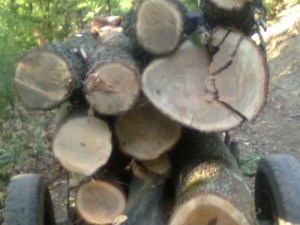 lemne padure