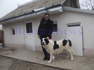 caine cionanesc de bucovina botosani