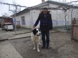 caine cionanesc de bucovina botosani1