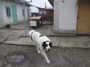 caine cionanesc de bucovina botosani2