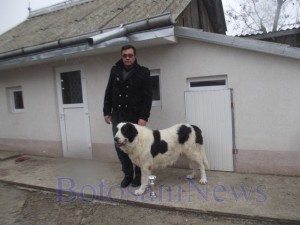 caine cionanesc de bucovina botosani5