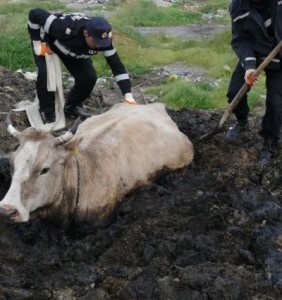 vaca pompieri