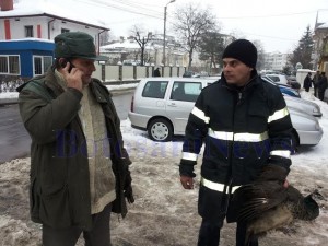 pompierii din Botosani salveaza un paun 3