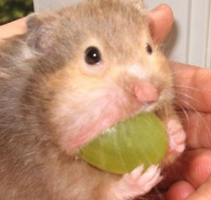 hamster