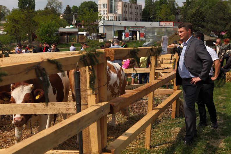 Mihai Turcanu langa vaci la Agro Zoo Botosani