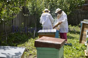 apicultori stupi albine botosani