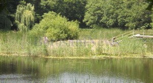 curatenie la Lacul cu nuferi din Ipotesti