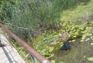 curatenie la Lacul cu nuferi din Ipotesti