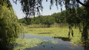 lacul cu nuferi- Ipotesti