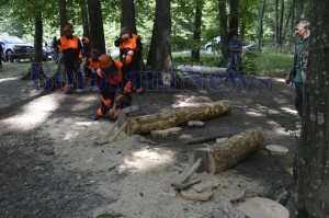 taiat lemne directia silvica botosani2