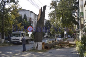 copac căzut bucovina botosani1