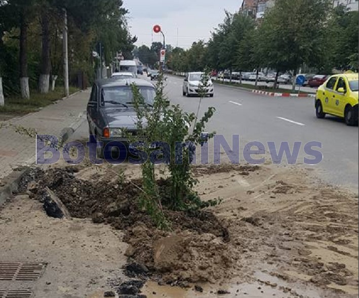 crengi in loc de indicatoare la Botosani