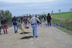 plantat salcami pe drumul judetean dangeni