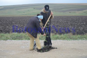 plantat salcami pe drumul judetean dangeni2