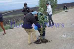 plantat salcami pe drumul judetean dangeni3