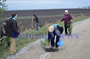 plantat salcami pe drumul judetean dangeni4