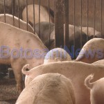 ferma de porci in Botosani