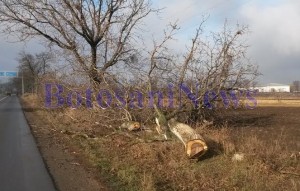 copaci taiati de pe marginea drumului national Botosani -Dorohoi