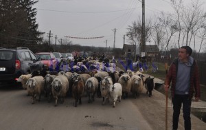 oieri in strada in comuna Mihalaseni- Botosani 