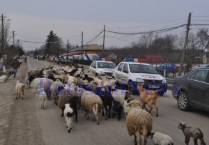 oieri in strada in comuna Mihalaseni- Botosani 