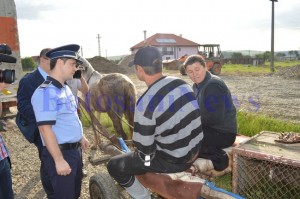 caruta porci dsvsa botosani2