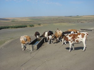 seceta animale botosani