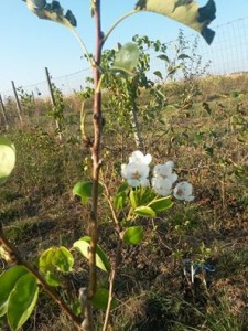 copac-inflorit-in-gradina-la-florin-aionitoaei