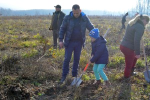 plantare copaci rotary