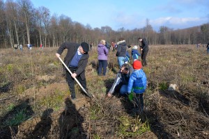 plantare copaci rotary