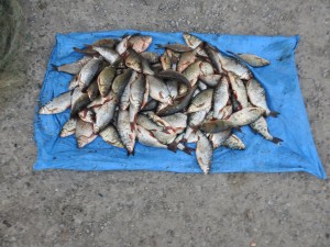 pescuit ilegal braconaj suceava (3)