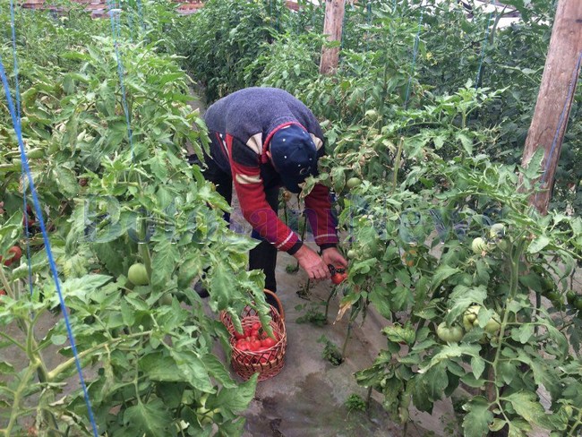 rosii program tomate botosani