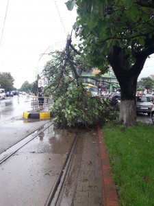 copac rupt pe linia de tramvai