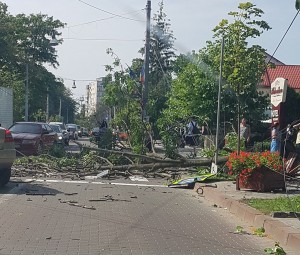 copac cazut pe bulevardul mihai eminescu botosani