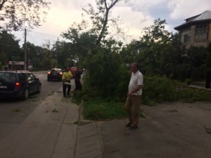 copac cazut pe bulevardul mihai eminescu din botosani