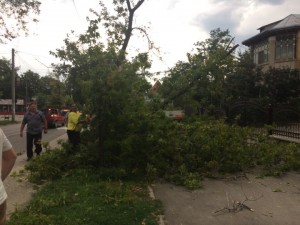 copac cazut pe bulevardul mihai eminescu din botosani1