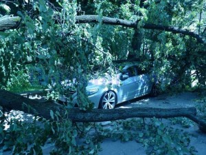copac cazut peste masina3