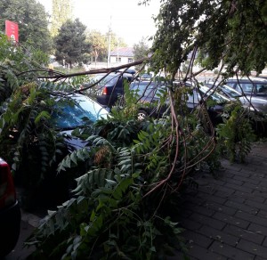 masini afectate de un copac rupt- botosani