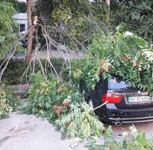 masini afectate de un copac rupt- botosani